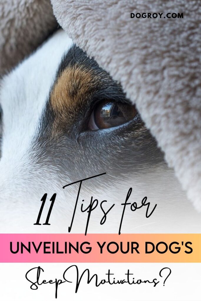 11 Tips for Unveiling Your Dog's Sleep Motivations