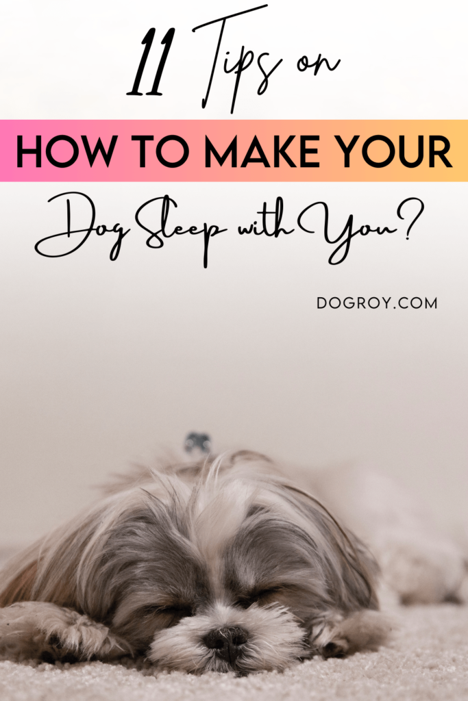 11 Tips on How to Make Your Dog Sleep with You