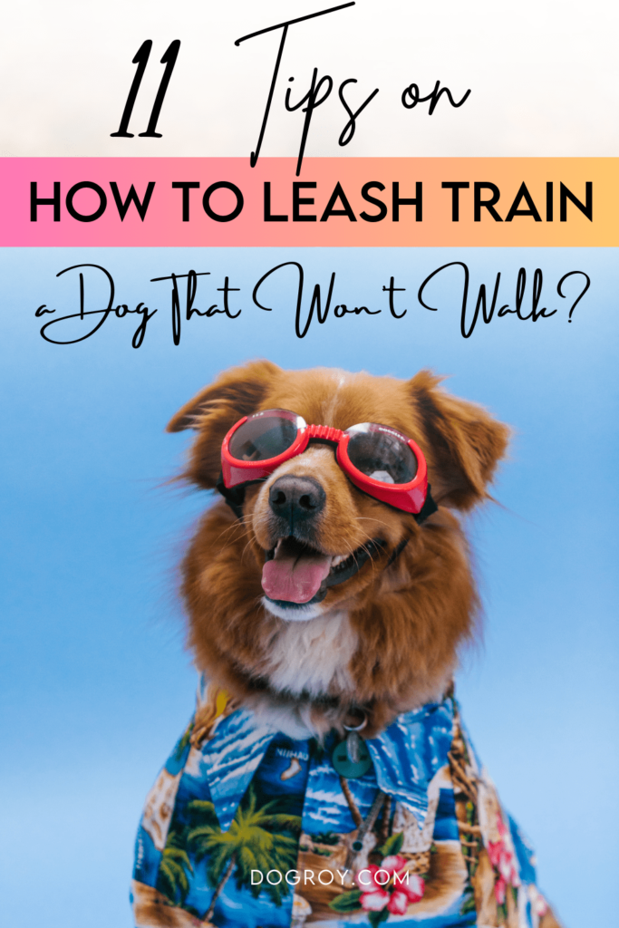 11 tips on how to leash train a dog that won't walk