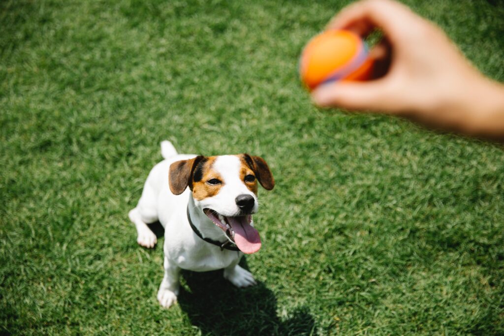 12 Tips for Teaching Unique Tricks to Your Dog
