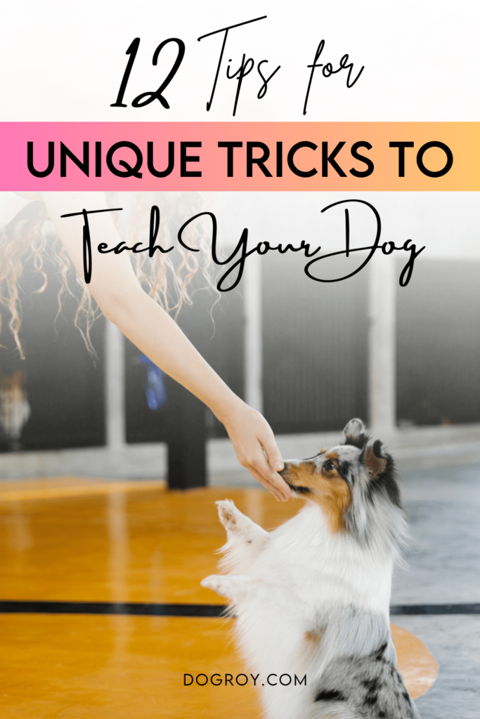 12 tips for unique tricks to teach your dog