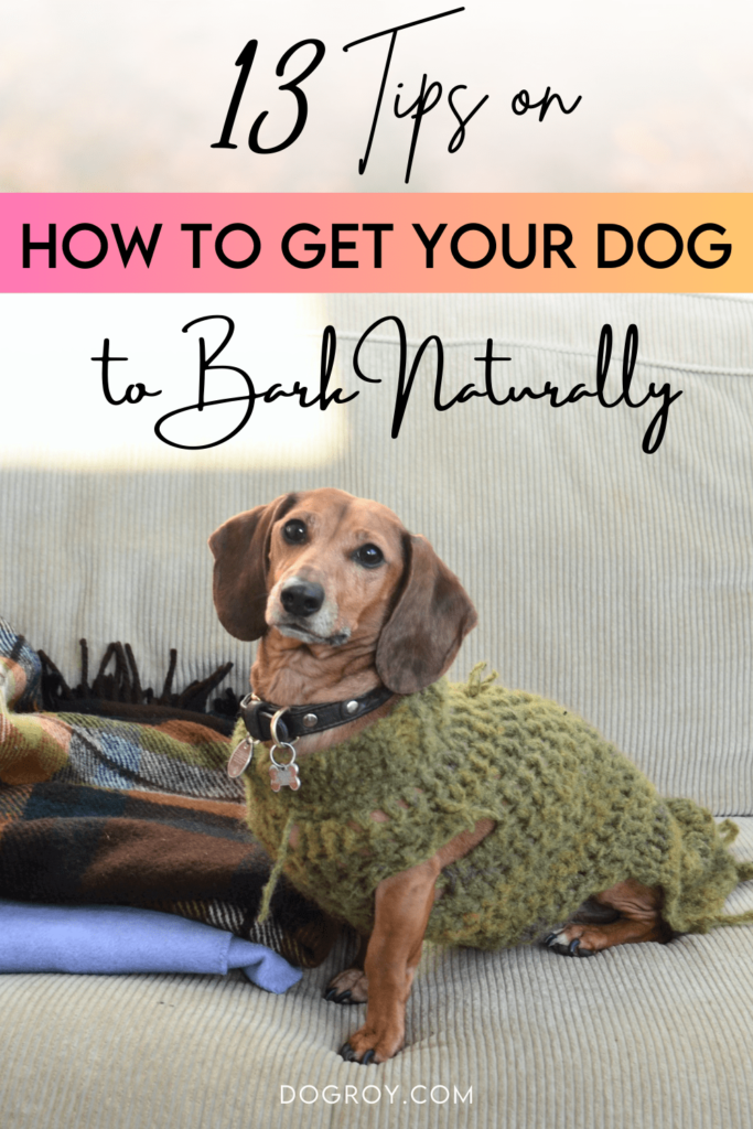13 Tips on How to Get Your Dog to Bark Naturally
