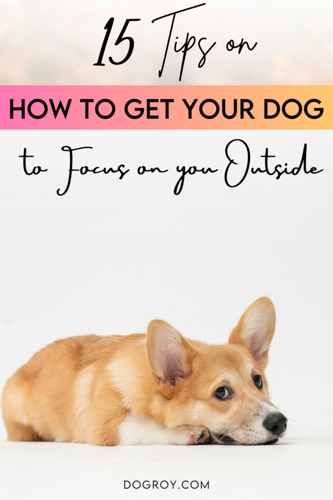 15 tips on how to get your dog to focus on you outside