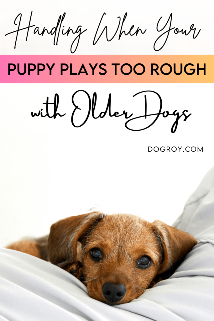 Handling when your puppy plays too rough with older dogs tips