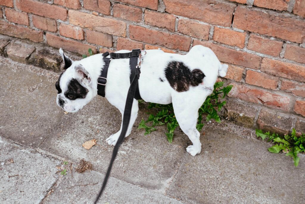 How To Stop A Dog From Peeing In The House When Left Alone