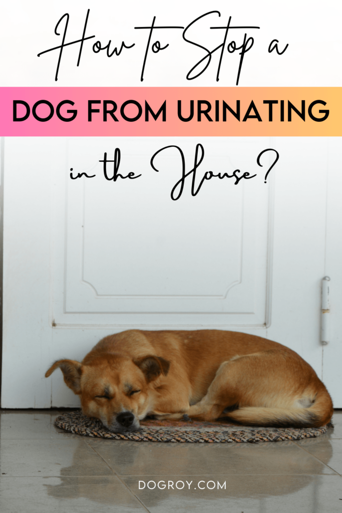 How to Stop a Dog from Urinating in the House