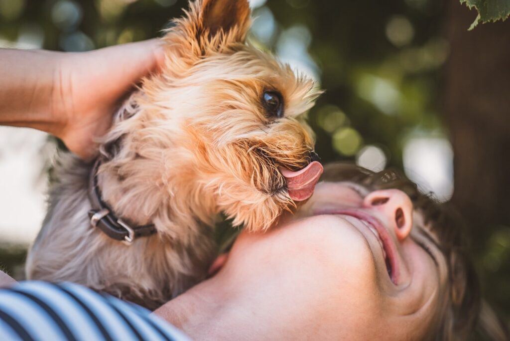 How to stop dog excessive licking: putting an end to dog's excessive licking