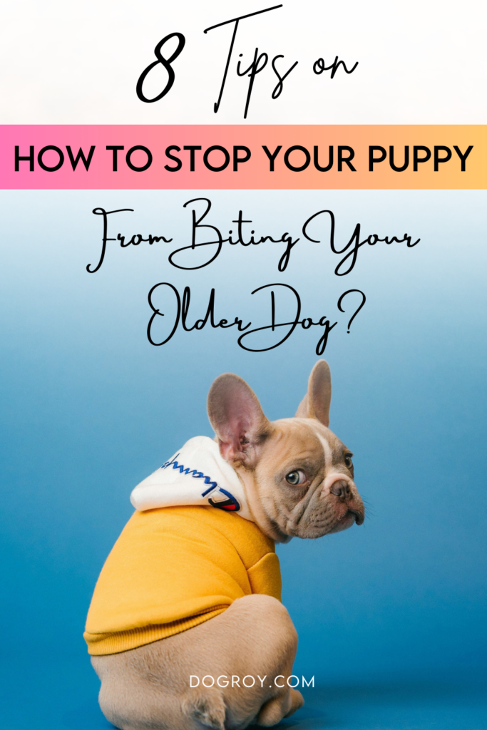 Stop your puppy from biting your older dog