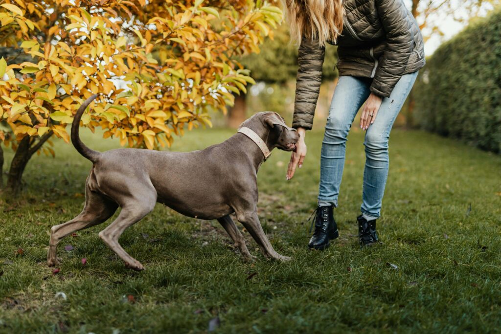 How to train your dog to behave in public 12 tips