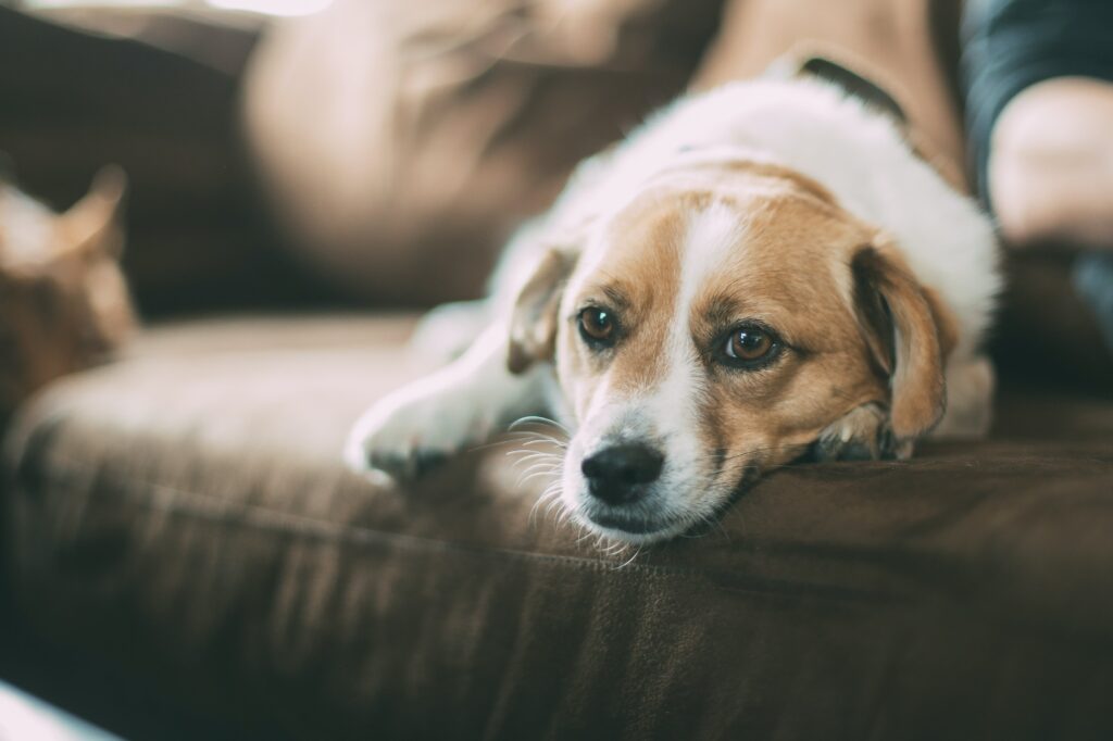 Mastering solitude 14 tips for leaving your dog home alone while at work
