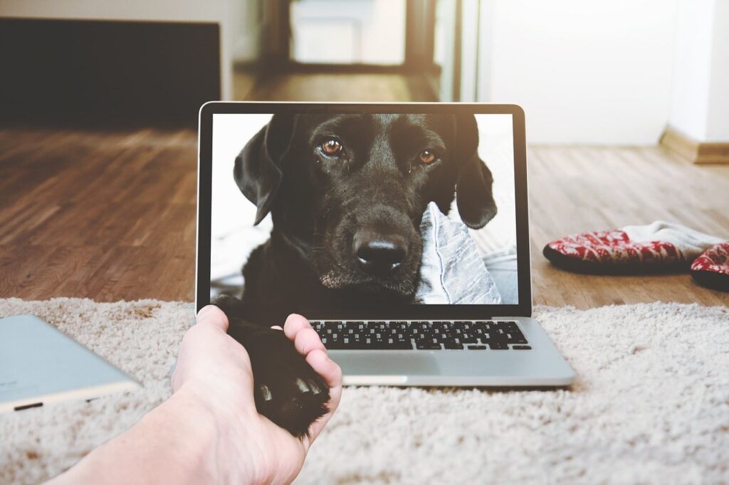 Use Dog Cameras for leaving your dog home alone while at work