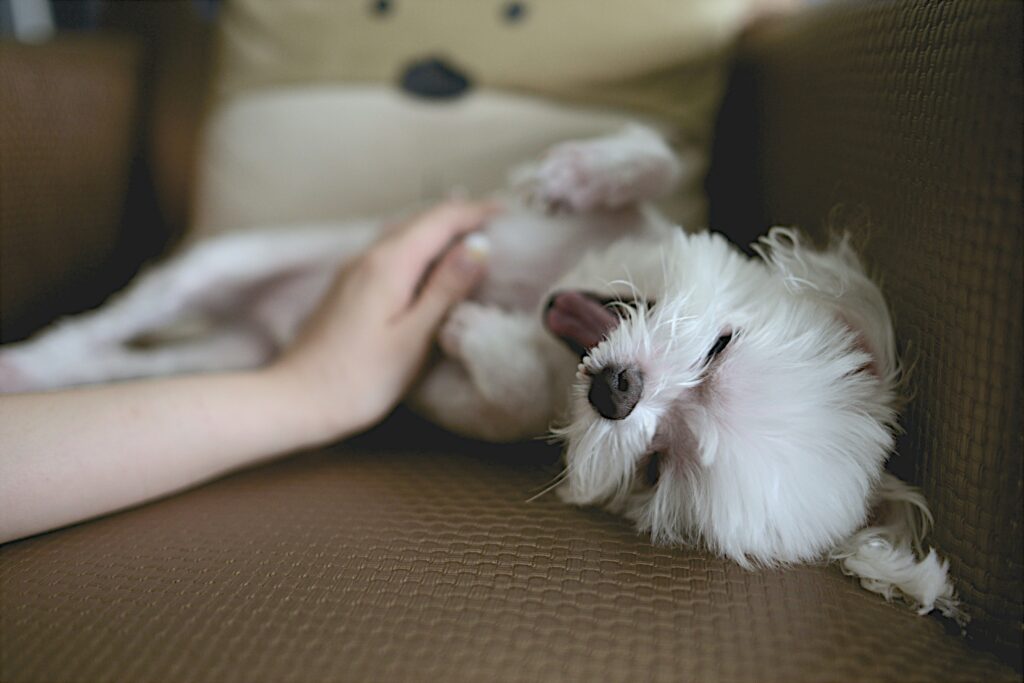 Why does my dog gently mouth my hand 15 insights