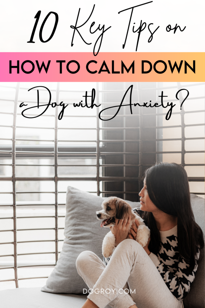 How to calm down a dog with anxiety