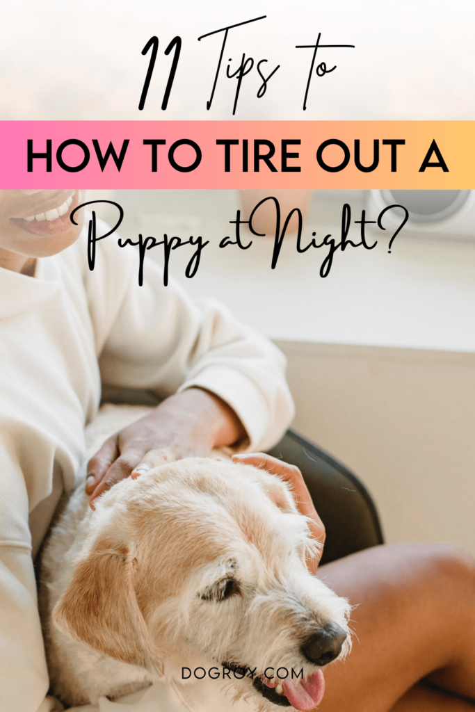 11 tips to how to tire out a puppy at night