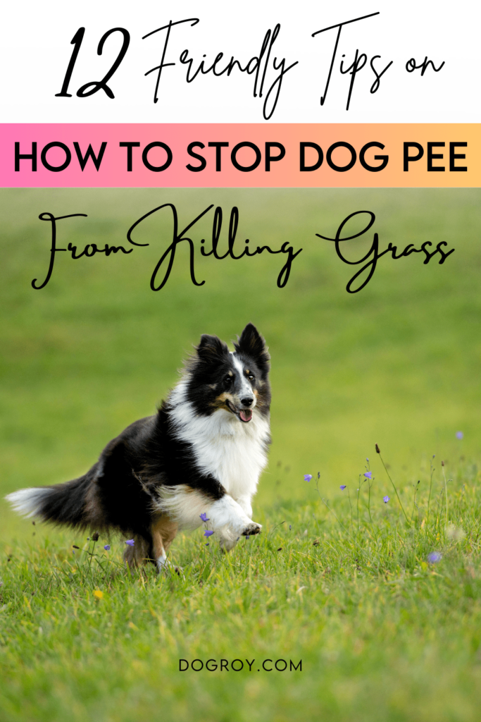 12 friendly tips on how to stop dog pee from killing grass