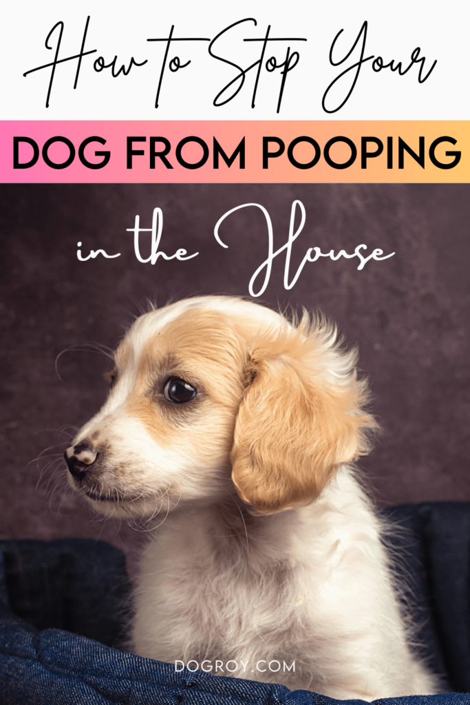 12 friendly tips on how to stop your dog from pooping in the house