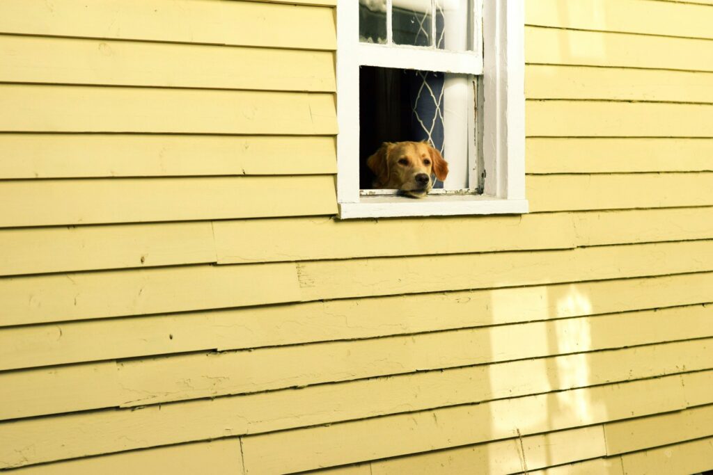 12 Tips on How to Stop Your Dog From Barking in Your Apartment?

