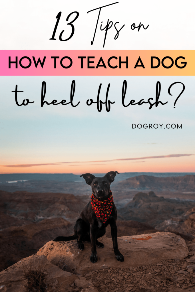 13 Tips on How to Teach a Dog to Heel Off Leash
