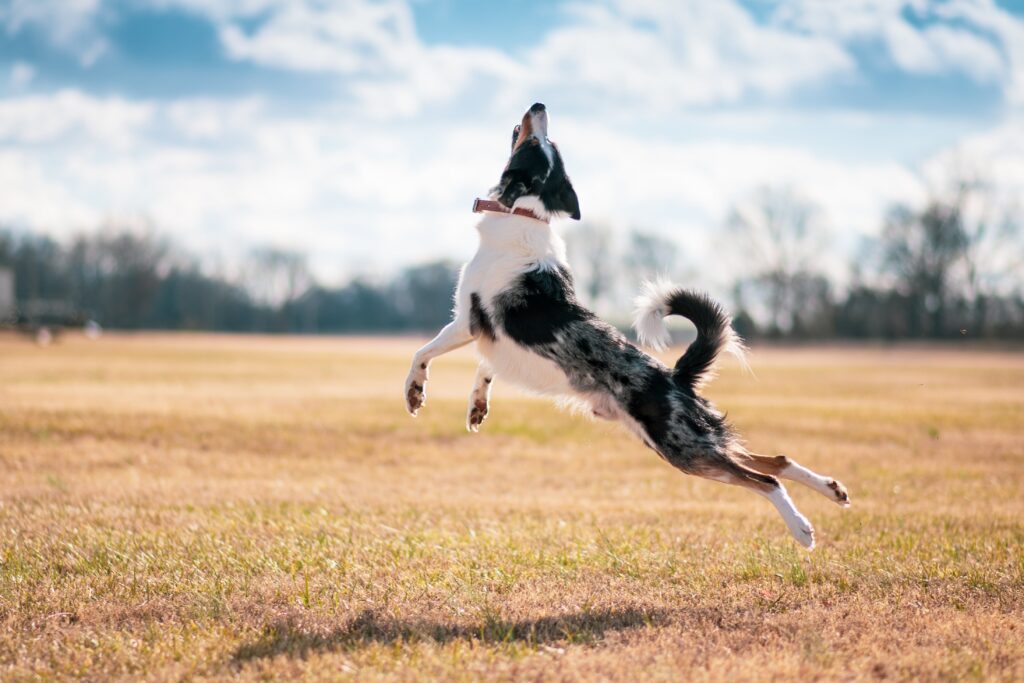 14 proven methods how to stop dog jumping up