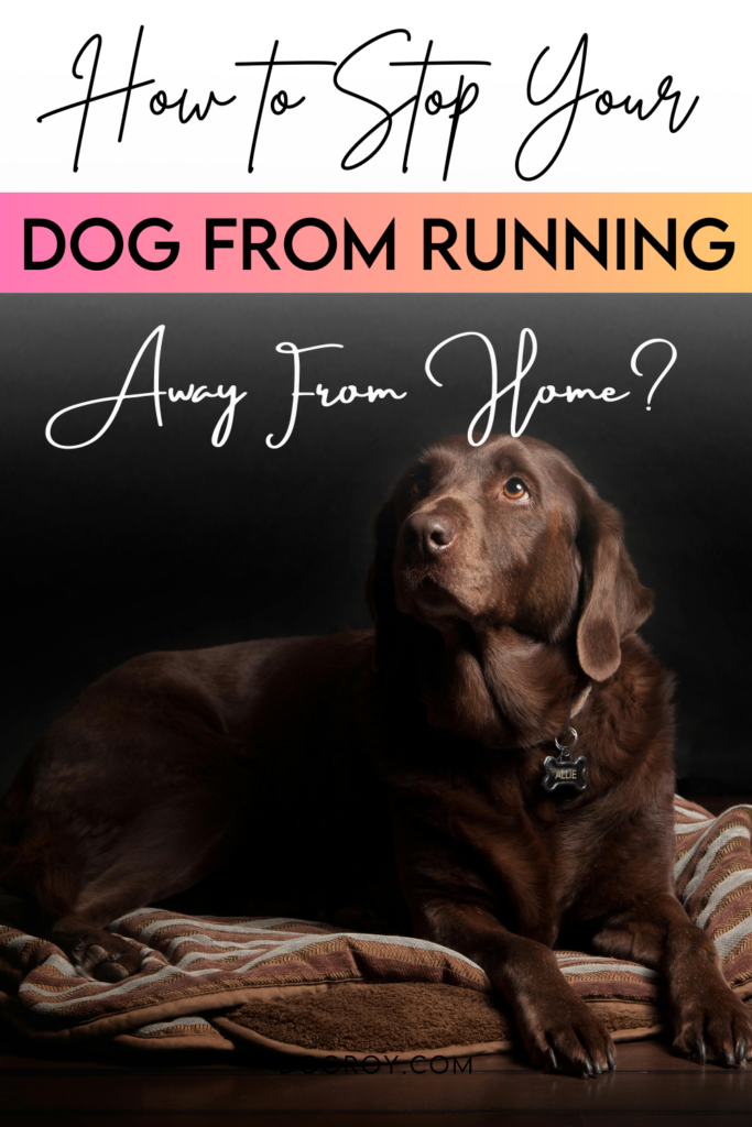 How to stop your dog from running away from home