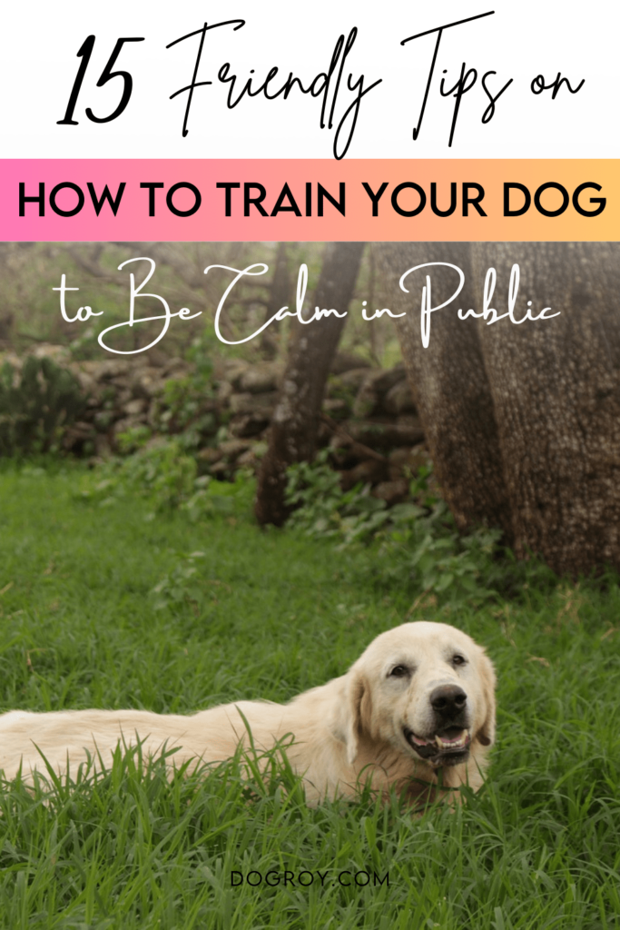 How to train your dog to be calm in public