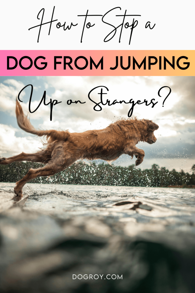 12 tips on how to stop a dog from jumping up on strangers