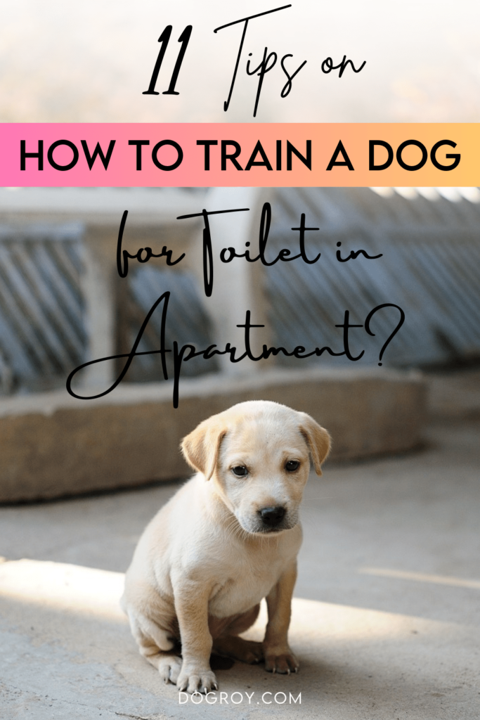 How to Train a Dog for Toilet in Apartment