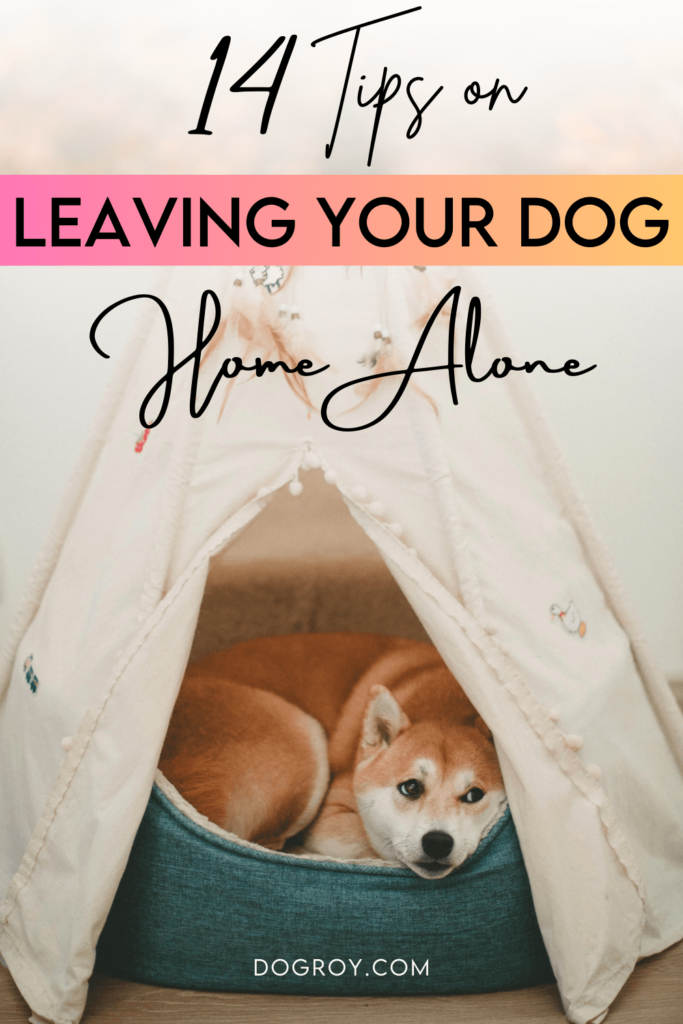 14 tips for leaving your dog home alone while at work