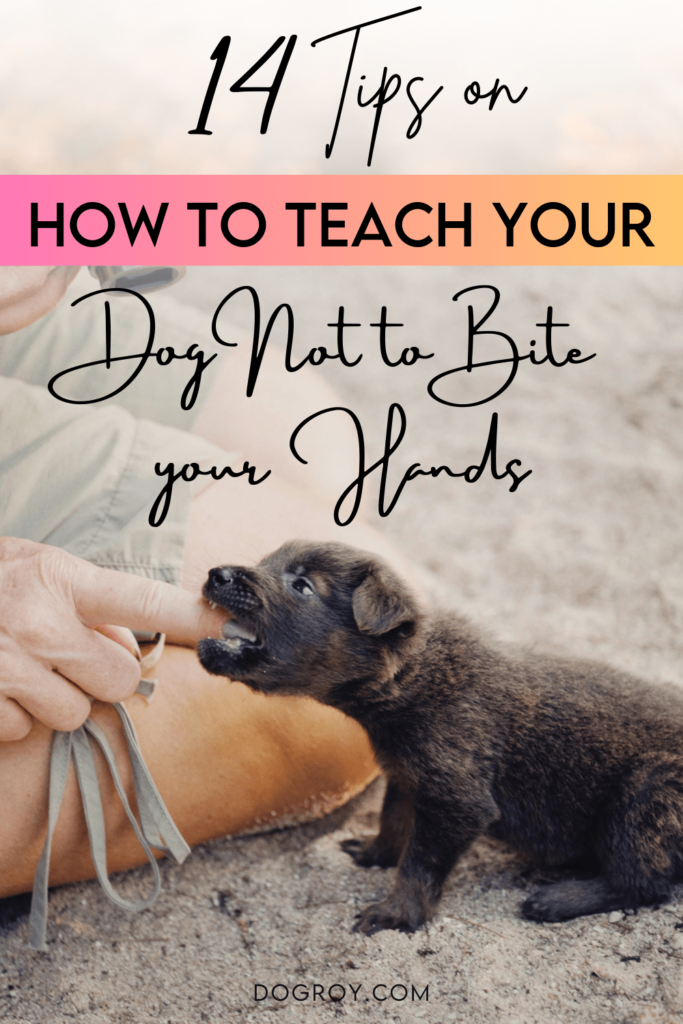 How to Teach Your Dog Not to Bite Your Hands?

