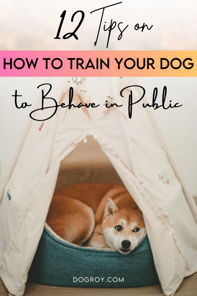 How to train your dog to behave in public