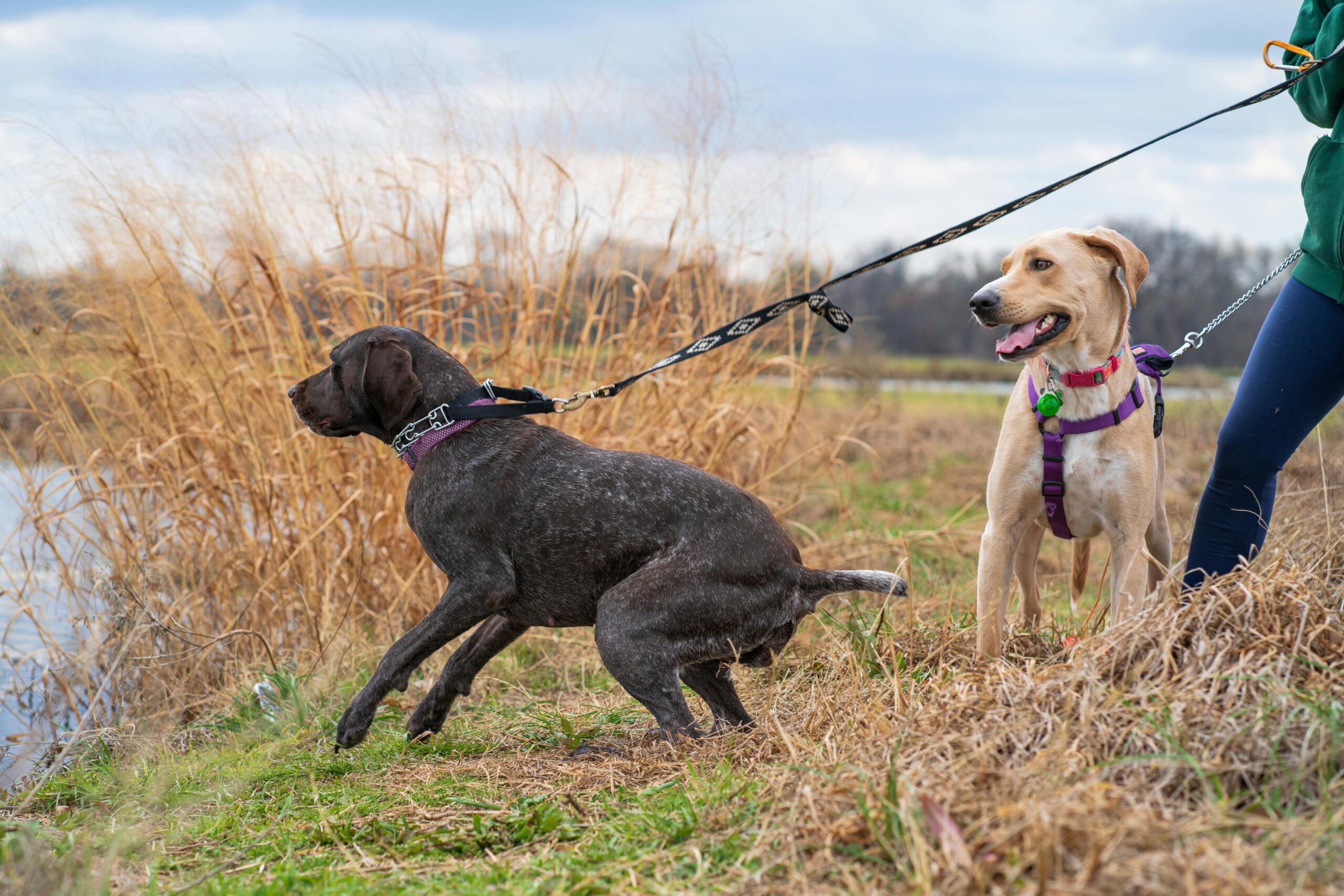 11 effective tips on how to stop dog pulling on harness