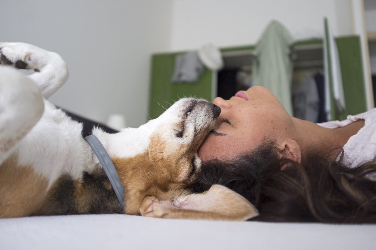 13 tips on how to entertain your dog for hours