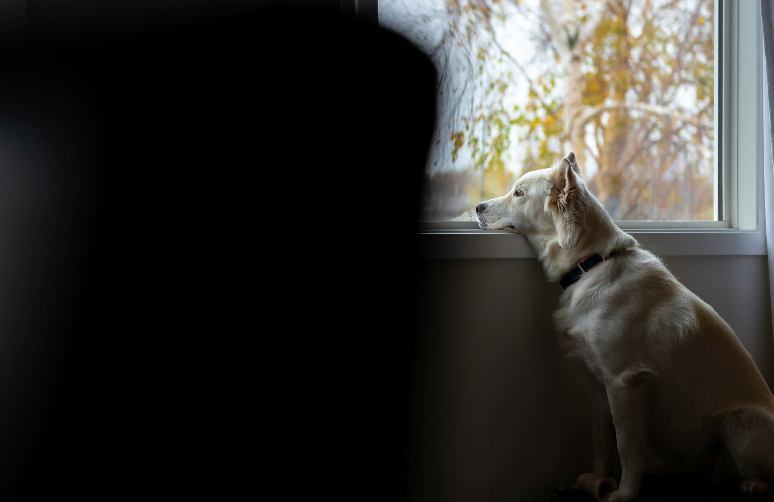 13 tips on how to get your dog out of depression