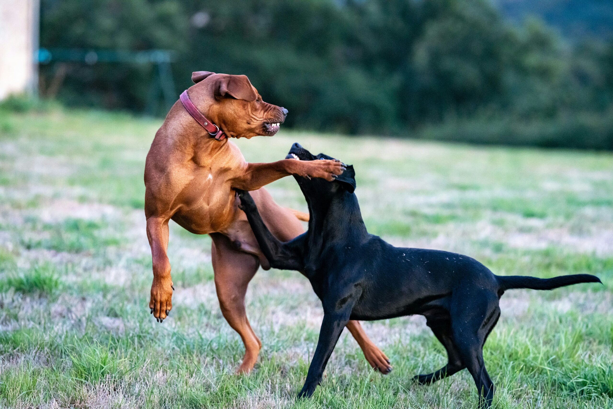 14 expert tips on how to stop puppy play fighting with older dog