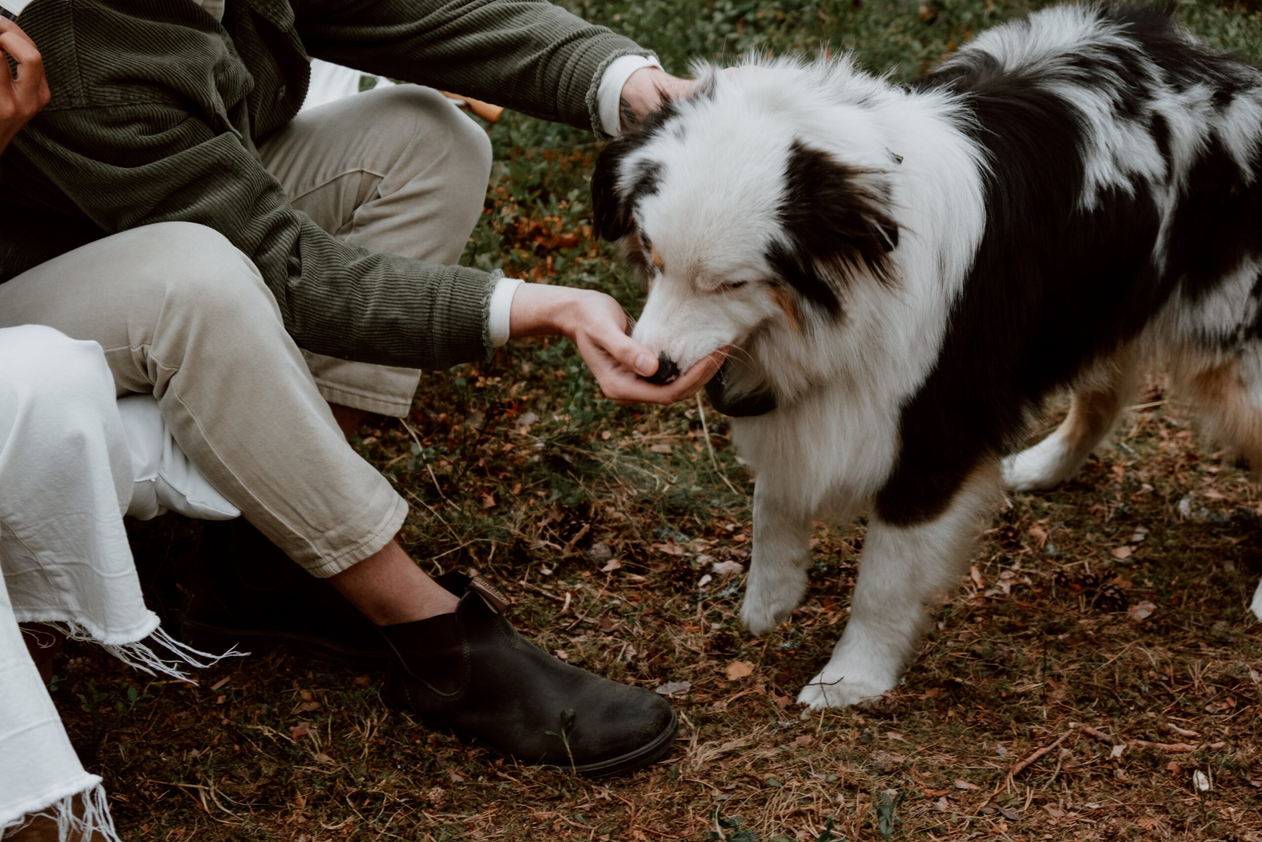 14 tips on how to teach your dog not to bite your hands