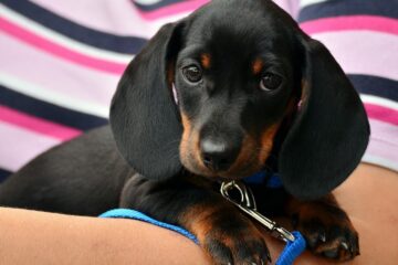 A guide on how to bond with your puppy in the first week - Puppy love