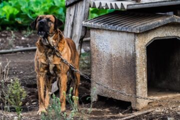 A guide on how to train your dog not to bark