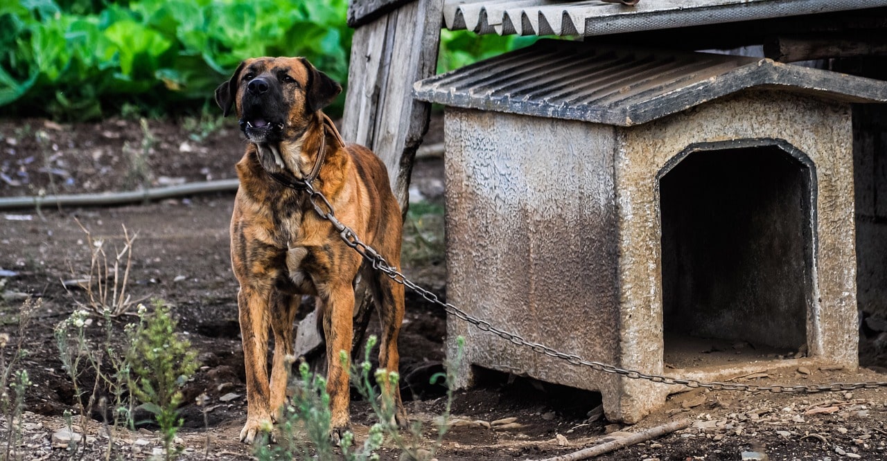 A guide on how to train your dog not to bark