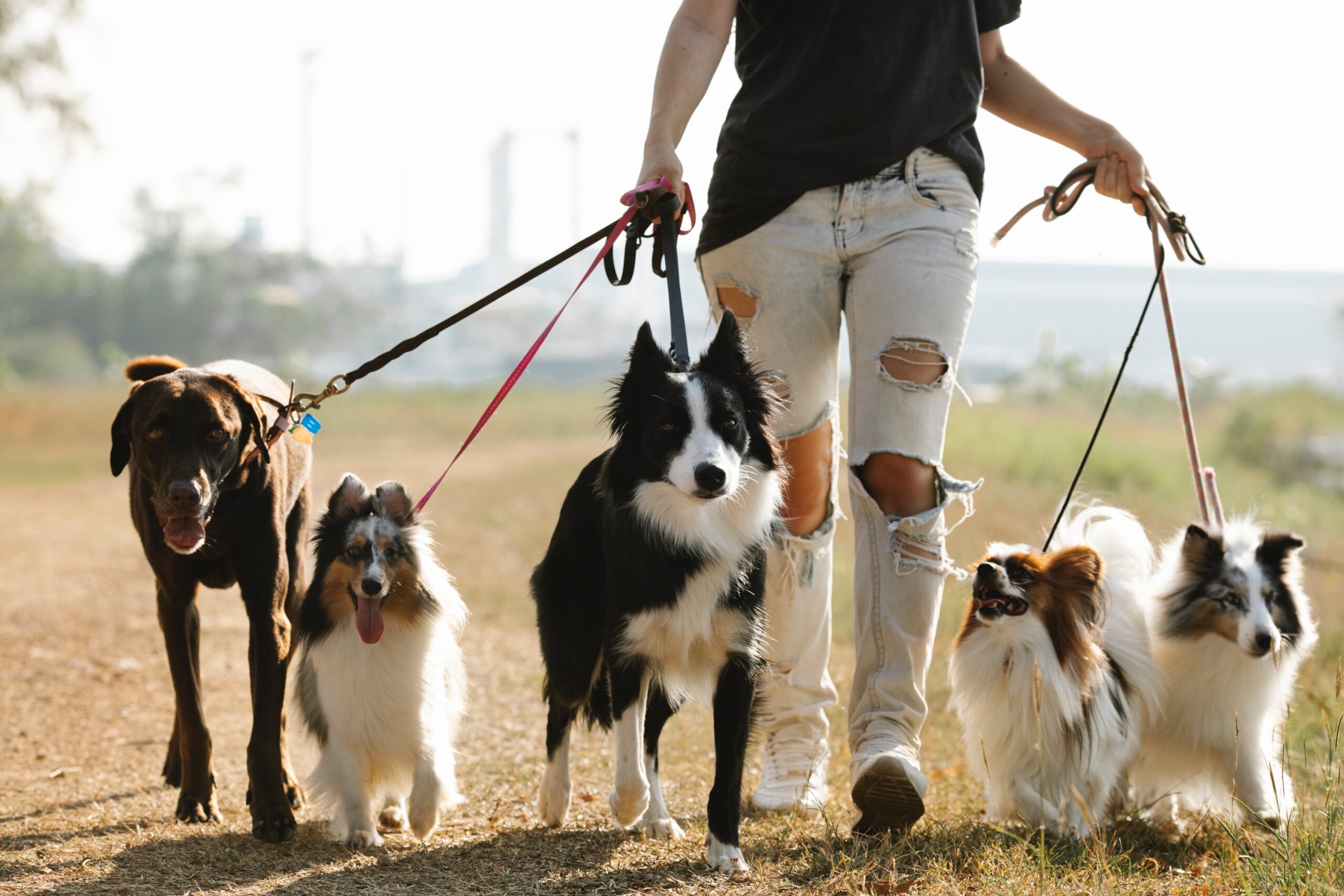 Canine Obedience Mastery Teaching Your Dog To Heel Off Leash A Step By Step Guide