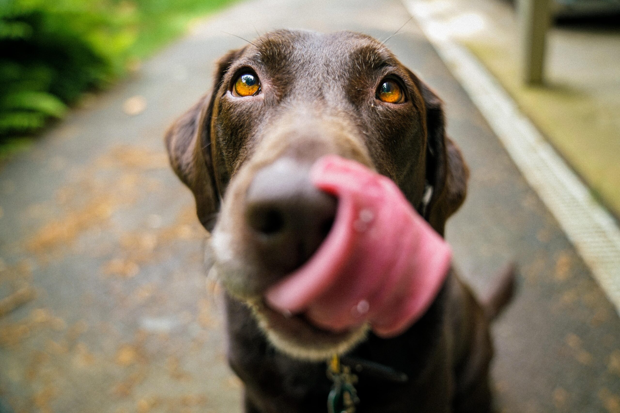 Cultivating canine calmness how to train your dog to be calm in public