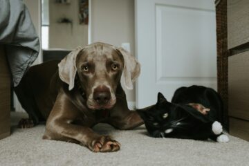 Curbing the chase tips on how to stop your dog from chasing cats