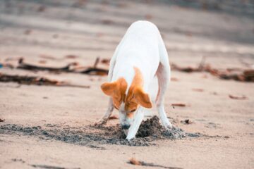 Effective Strategies on How to Stop Dogs from Digging Under the Fence: Garden Guardian