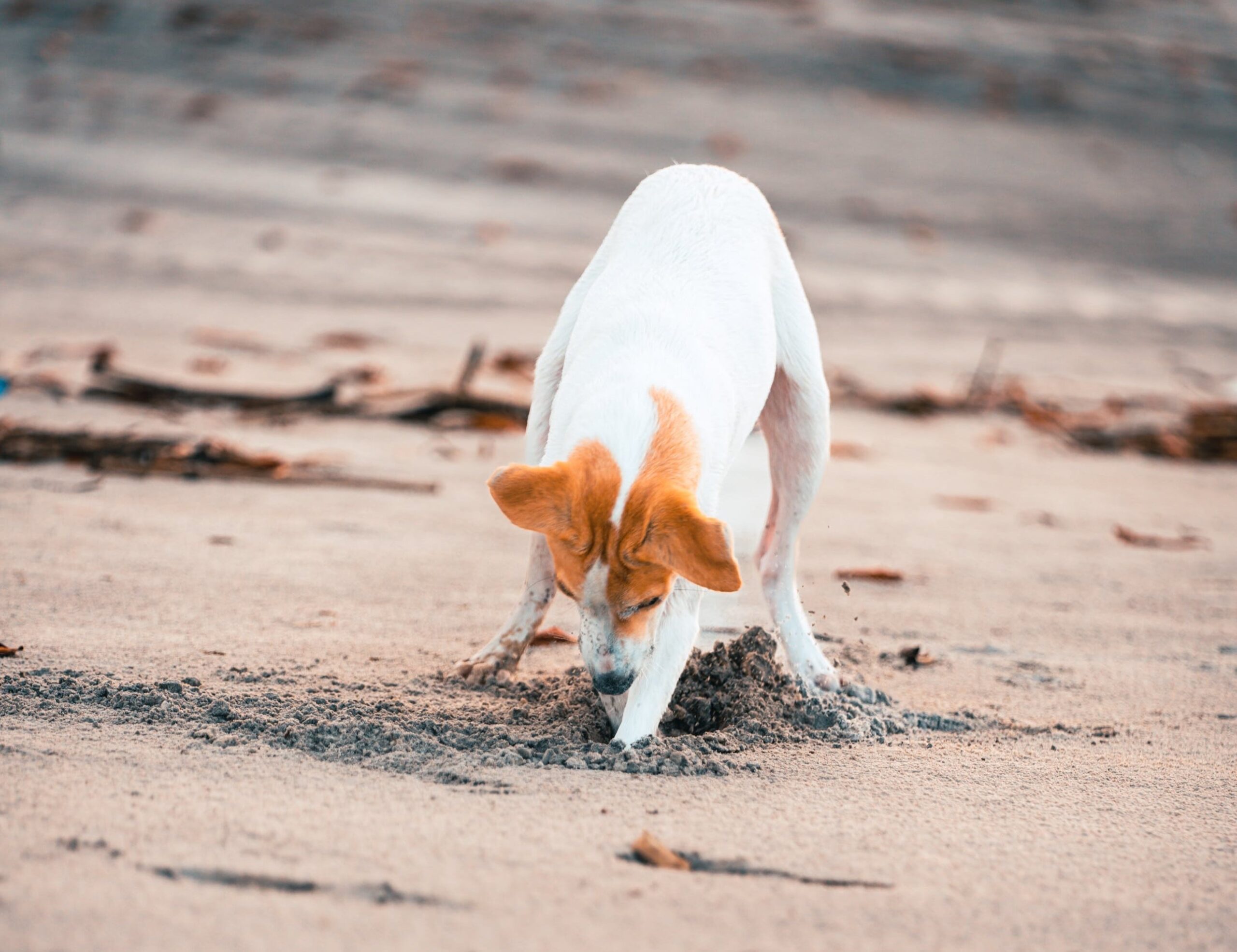 Effective Strategies on How to Stop Dogs from Digging Under the Fence: Garden Guardian