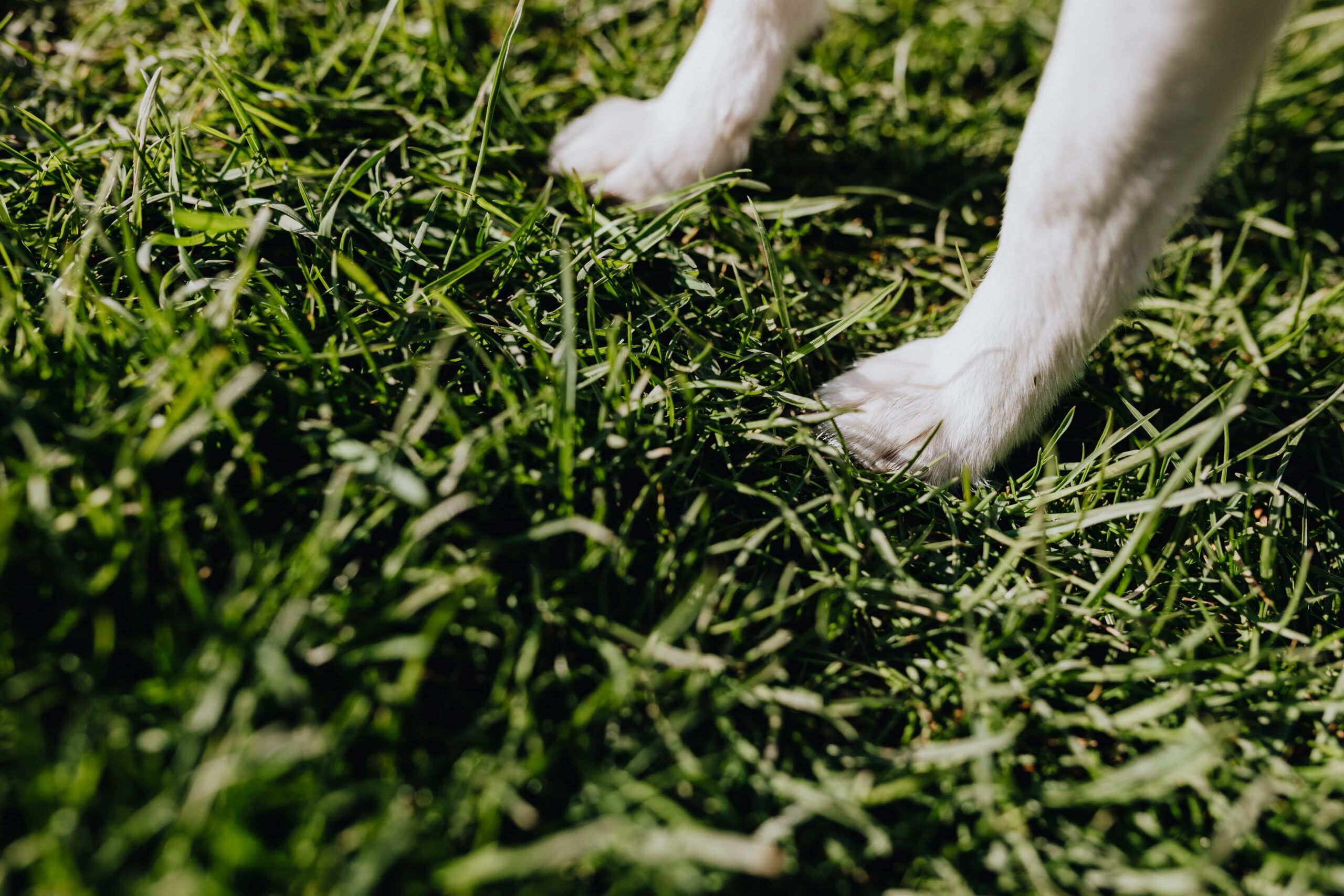 12 Tips on How to Stop Dog Pee From Killing Grass