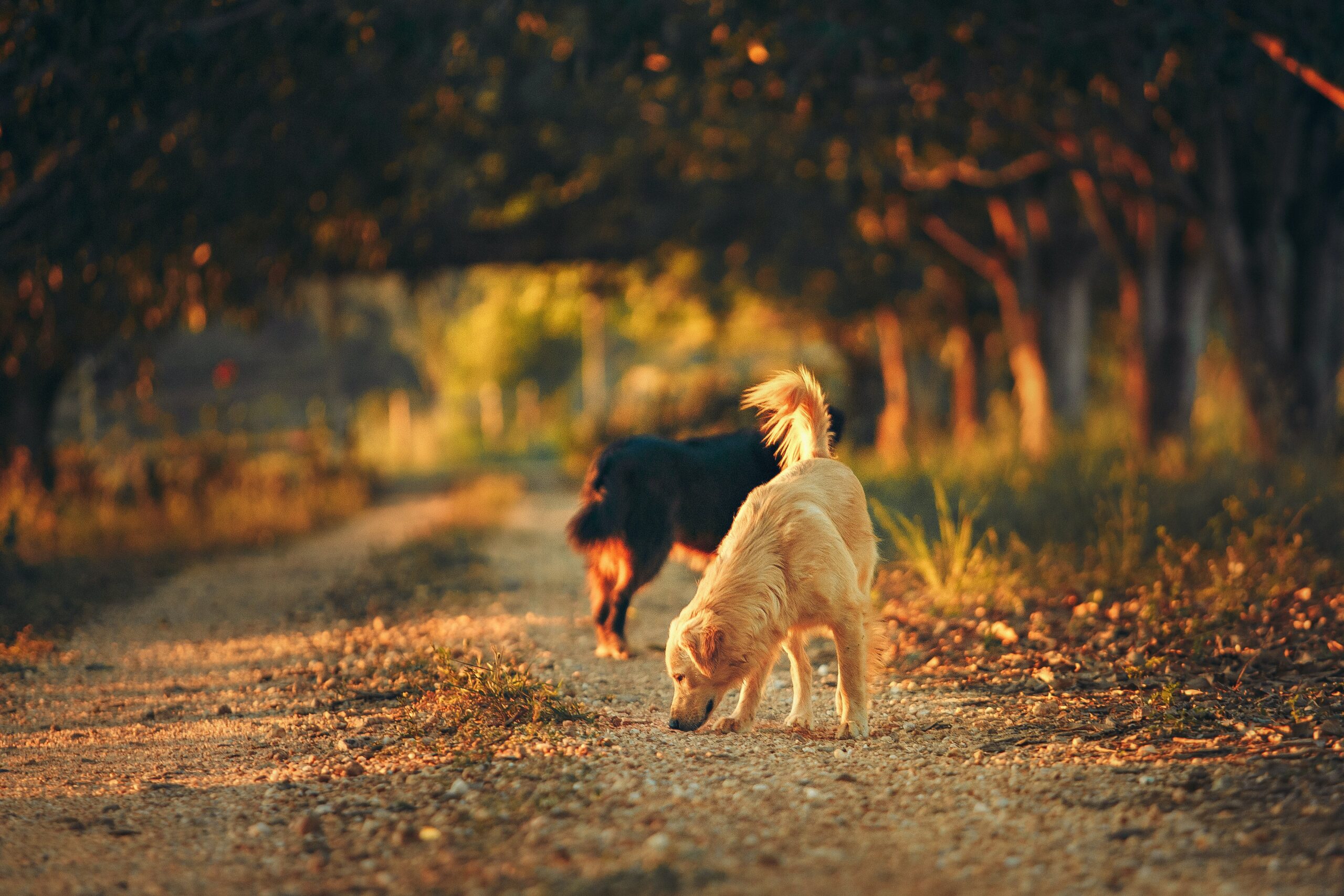 Handling When Your Puppy Plays Too Rough with Older Dogs