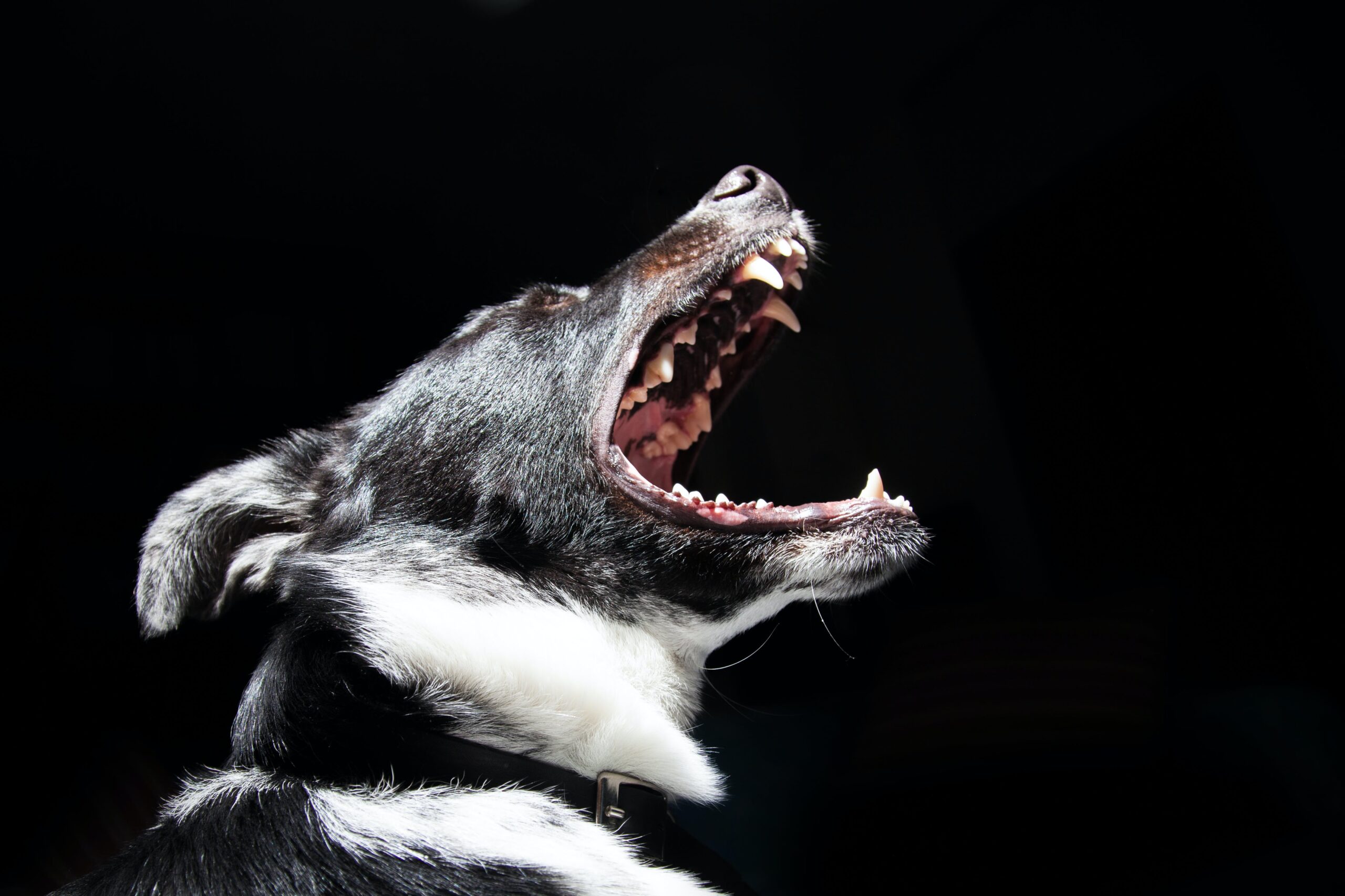 A Guide on How to Stop Dog Barking at Night Outside: Nighttime Tranquility