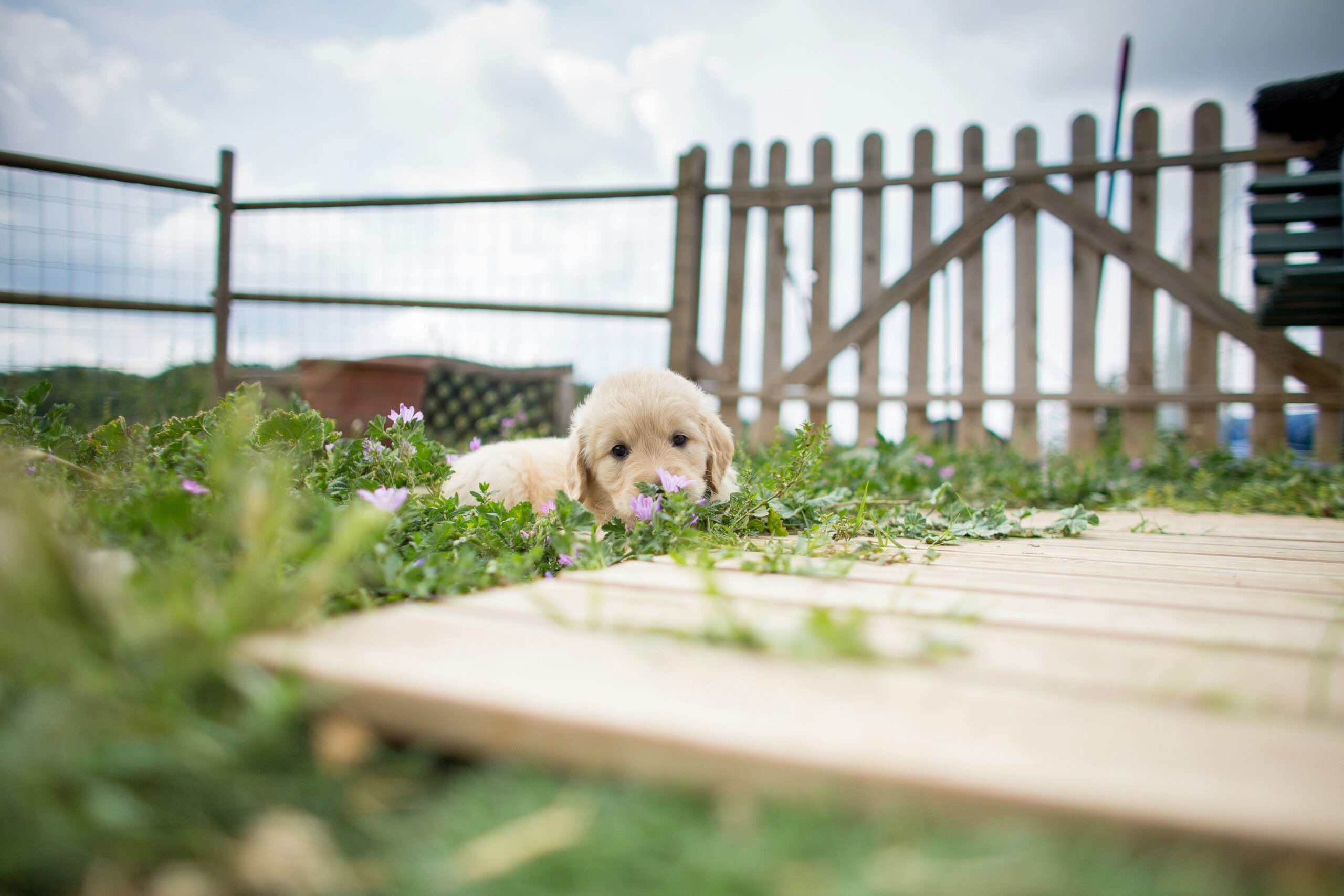 How to keep your dog quiet in the kennel