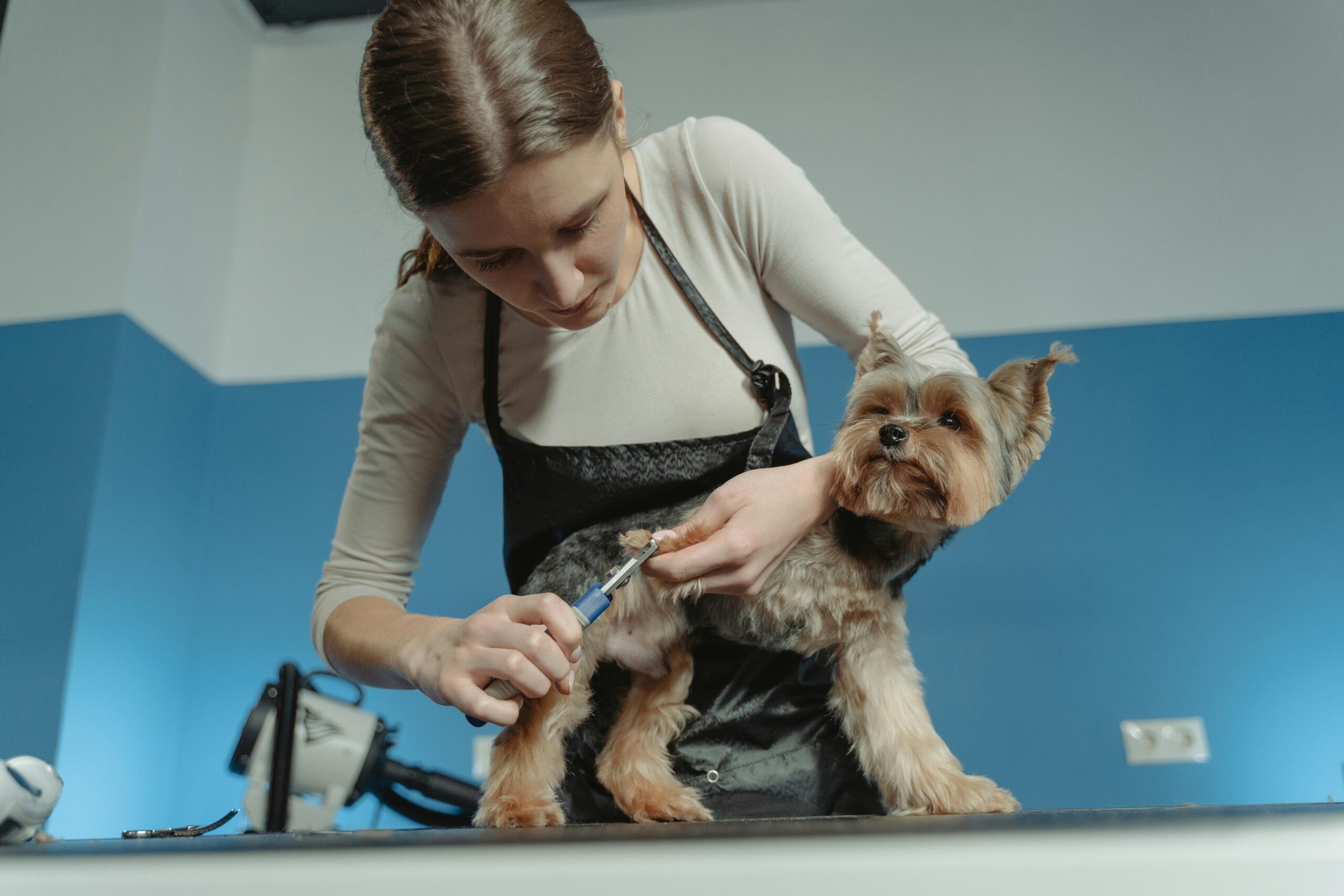 How to know when to stop cutting dog nails