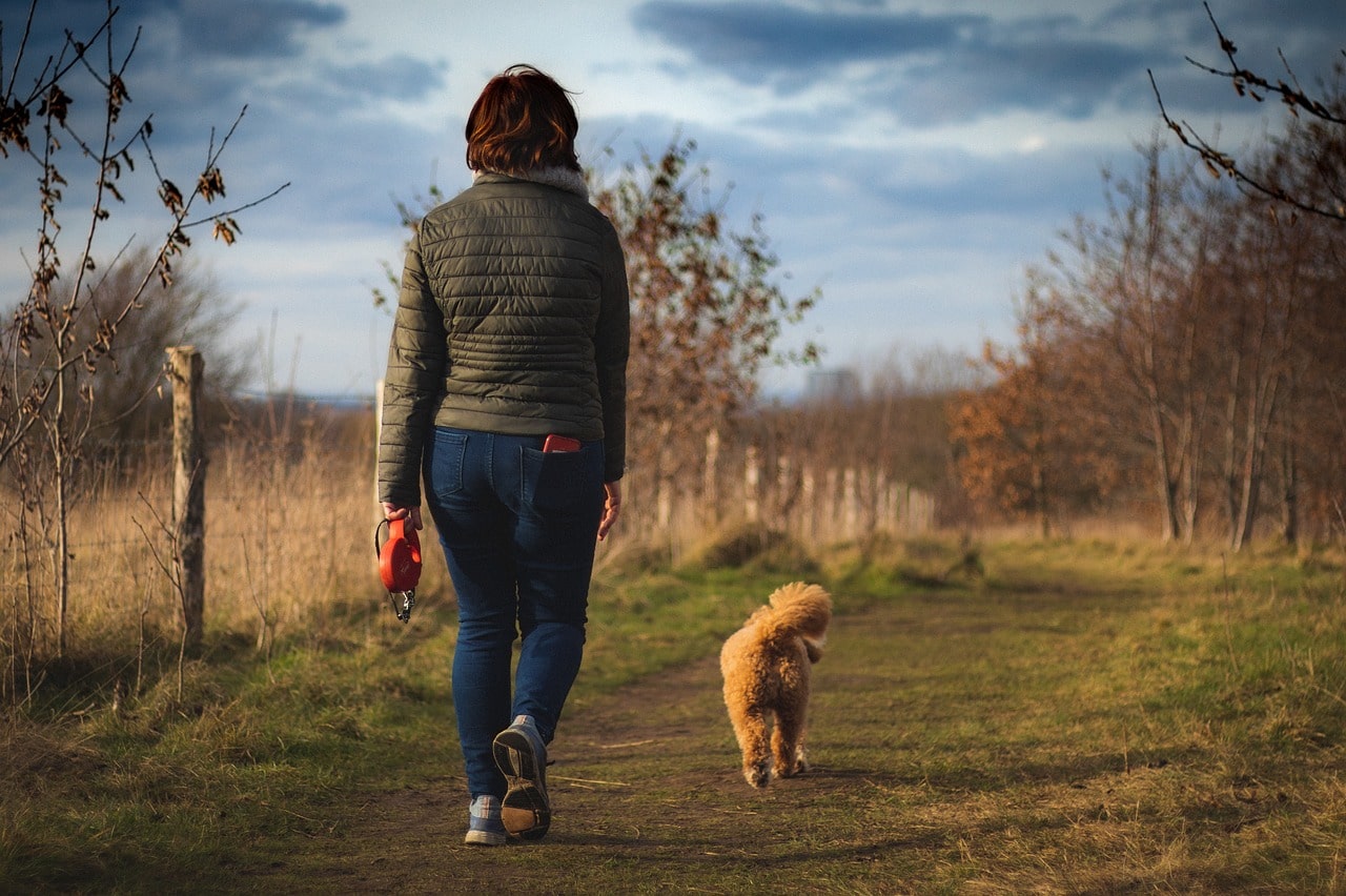 How to Leash Train a Dog That Won't Walk