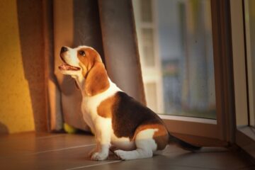 How to prepare your home for a dog